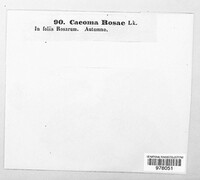 Caeoma rosae image